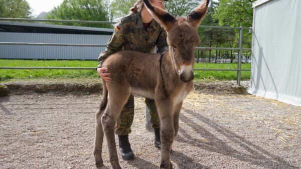 Die Soldatinnen und Soldaten des Einsatz- und Ausbildungszentrums für Tragtierwesen 230 sind nicht nur ausgebildete Gebirgsjäger, sondern auch besonders im Umgang mit Tragtieren geschult.