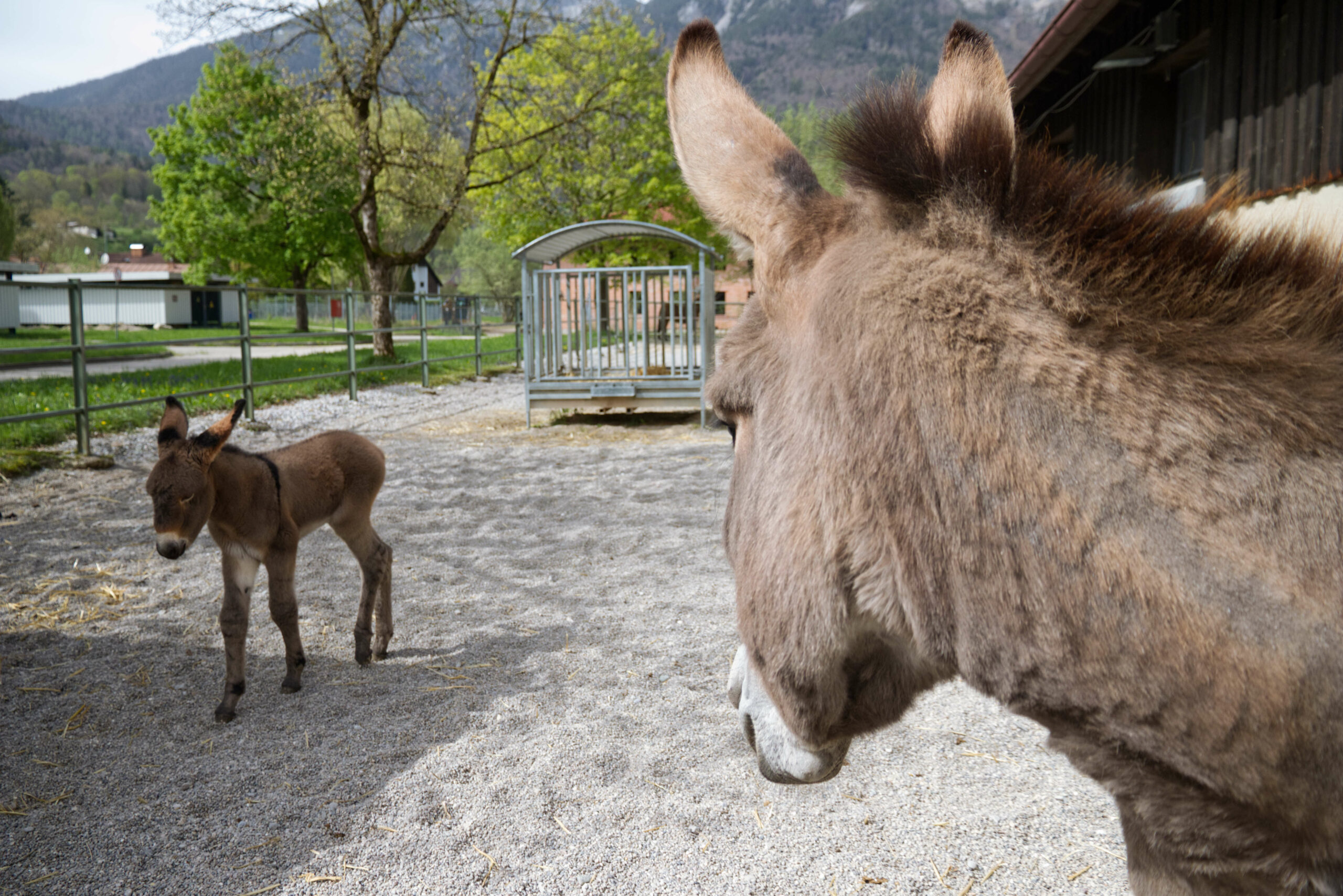 Stolze Mutter: Das knapp 300 Kilogramm schwere Tier lässt erahnen, welche Tragtier-Gene der kleine Vitus in sich trägt.